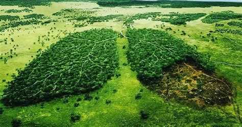 8 Billion Trees: Carbon Offset Projects & Ecological Footprint .